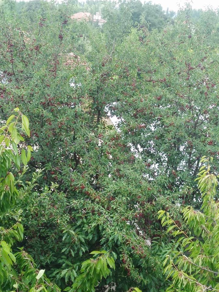 Pazar Tepeçaylı Köyü Resimleri 7