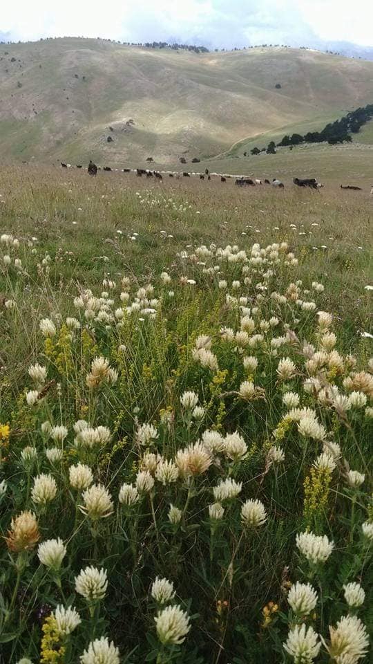 Reşadiye Çamlıkaya Köyü Resimleri 3