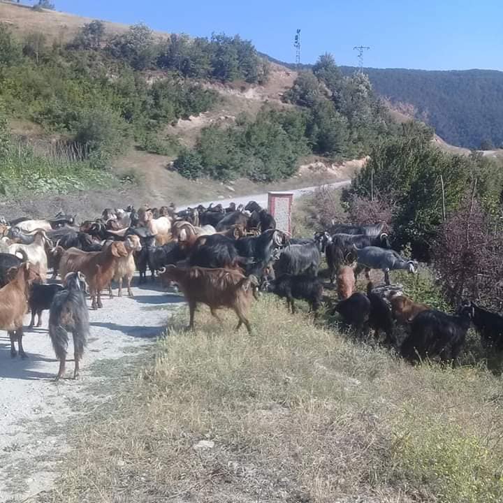 Reşadiye Çamlıkaya Köyü Resimleri 4