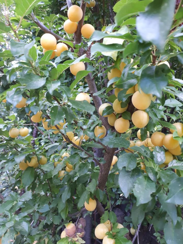 Reşadiye Dutdibi Köyü Resimleri 3