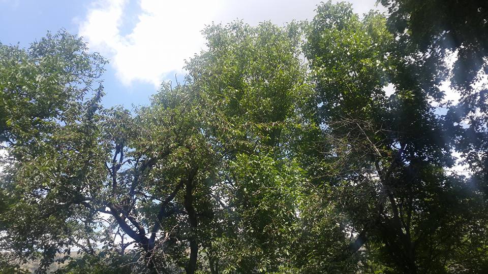 Reşadiye Eyüp Köyü Resimleri 5