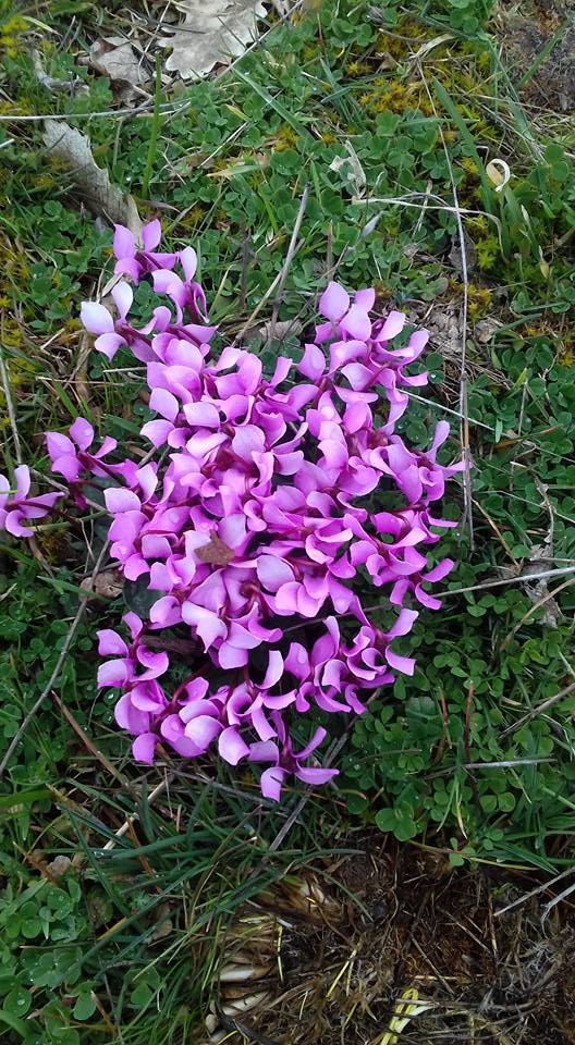Reşadiye Gökçesüleymanlı Köyü Resimleri 2