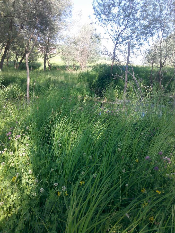 Reşadiye Güzeldere Köyü Resimleri 7