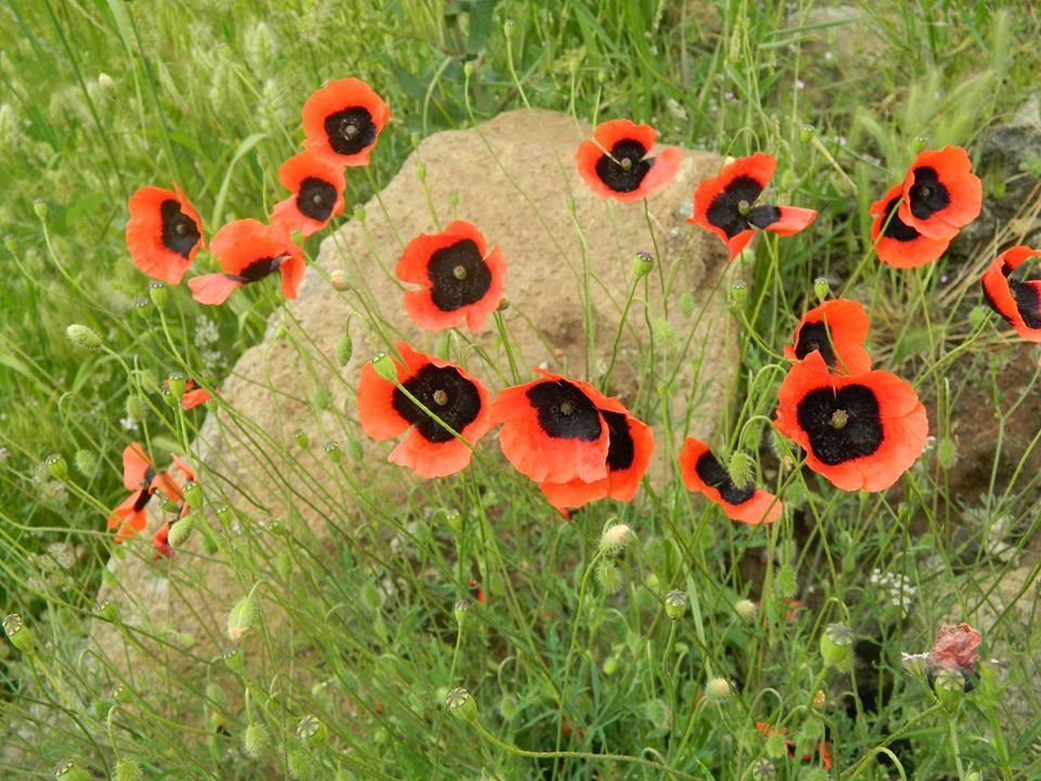 Reşadiye Işıklar Köyü Resimleri 7