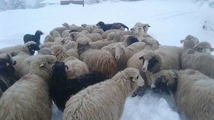 Mesudiye Türkköyü Köyü Resimleri 6