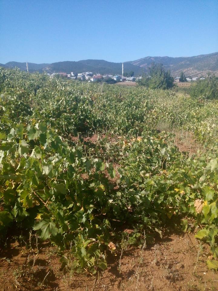 Hadim Bolat Köyü Resimleri 5