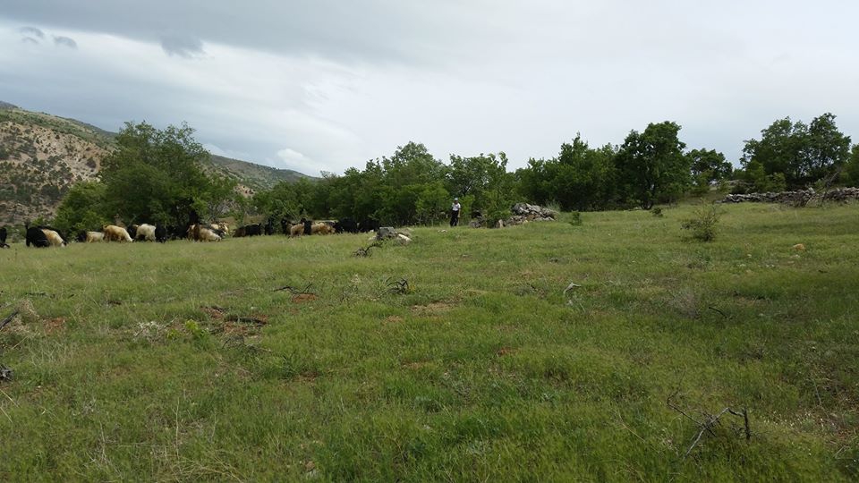 Hadim Kaplanlı Köyü Resimleri 7