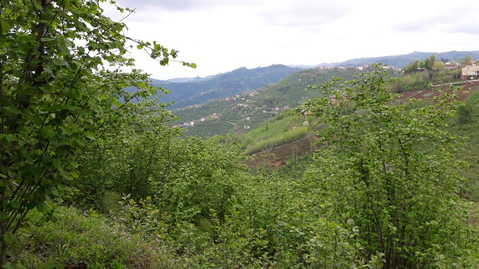 Perşembe Hacılar Köyü Resimleri 5