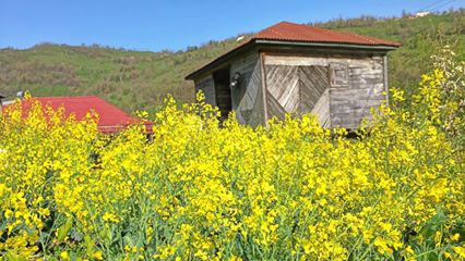 Perşembe Soğukpınar Köyü Resimleri 6