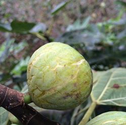 Ulubey Belenyurt Köyü Resimleri 3