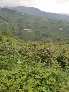 Ulubey Kalıcak Köyü Resimleri 6