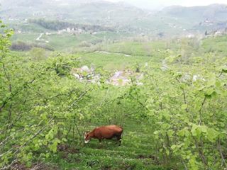 Ulubey Yenimahalle Köyü Resimleri 2