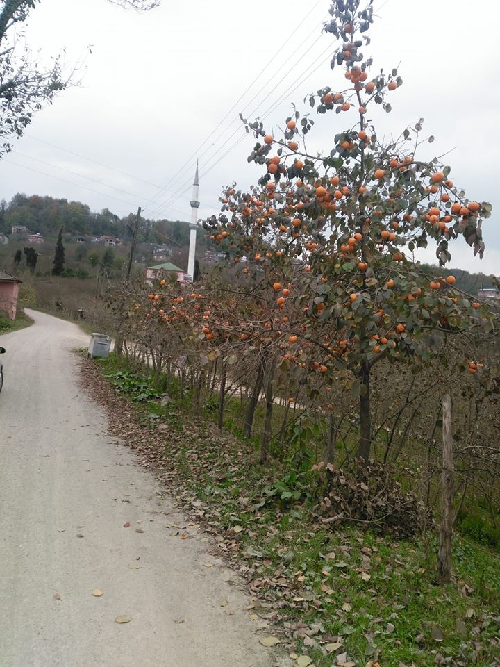 Ünye Çatak Köyü Resimleri 3