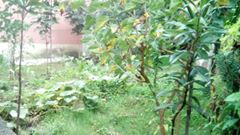 Ünye Çınarlık Köyü Resimleri 2