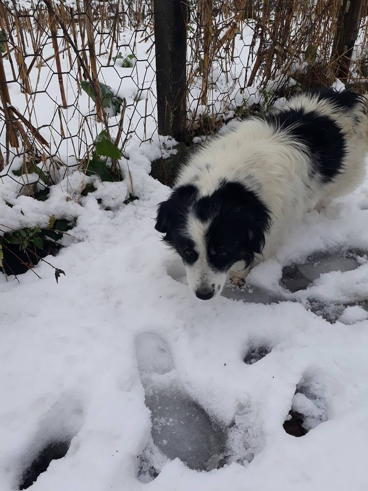 Ünye Düzköy Köyü Resimleri 6