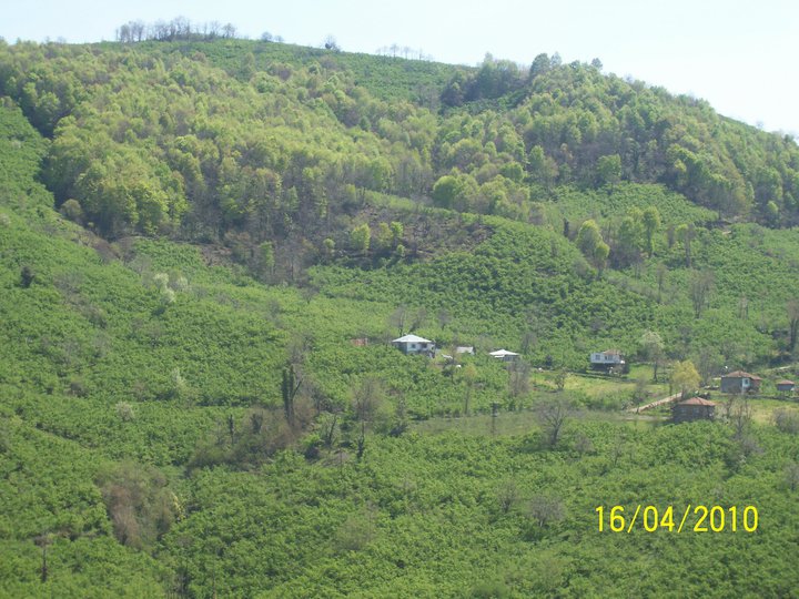 Ünye Güzelyalı Köyü Resimleri 2