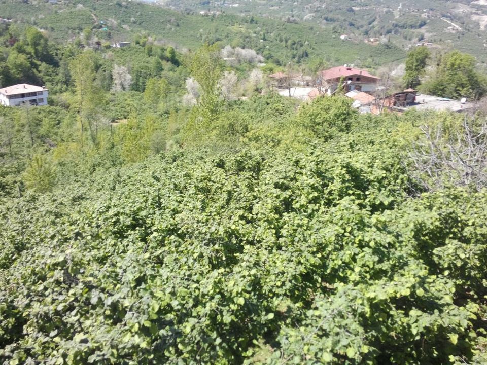 Ünye İnkur Köyü Resimleri 1