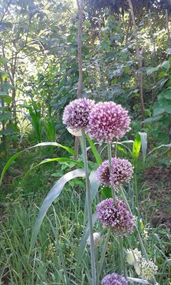 Ünye İnkur Köyü Resimleri 4