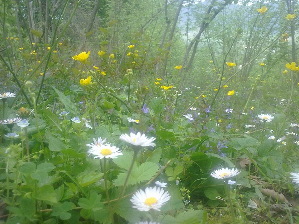 Ünye Yeşilkent Köyü Resimleri 2