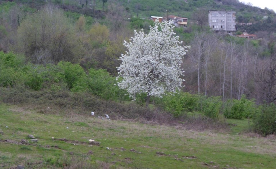 Fatsa Ayazlı Köyü Resimleri 3