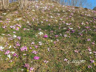 Fatsa Bacanak Köyü Resimleri 7