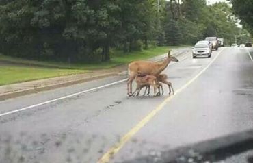 Fatsa Bacanak Köyü Resimleri 8