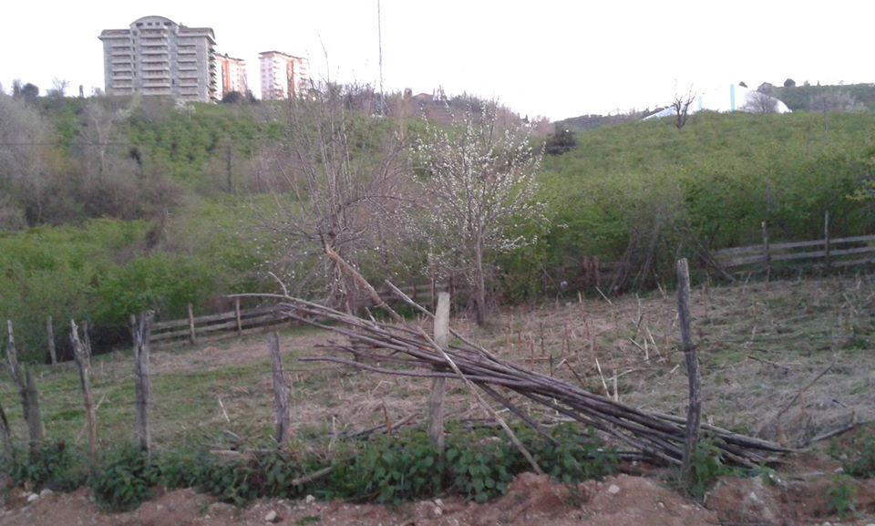 Fatsa Dolunay Köyü Resimleri 1