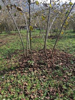 Fatsa Eskiordu Köyü Resimleri 2