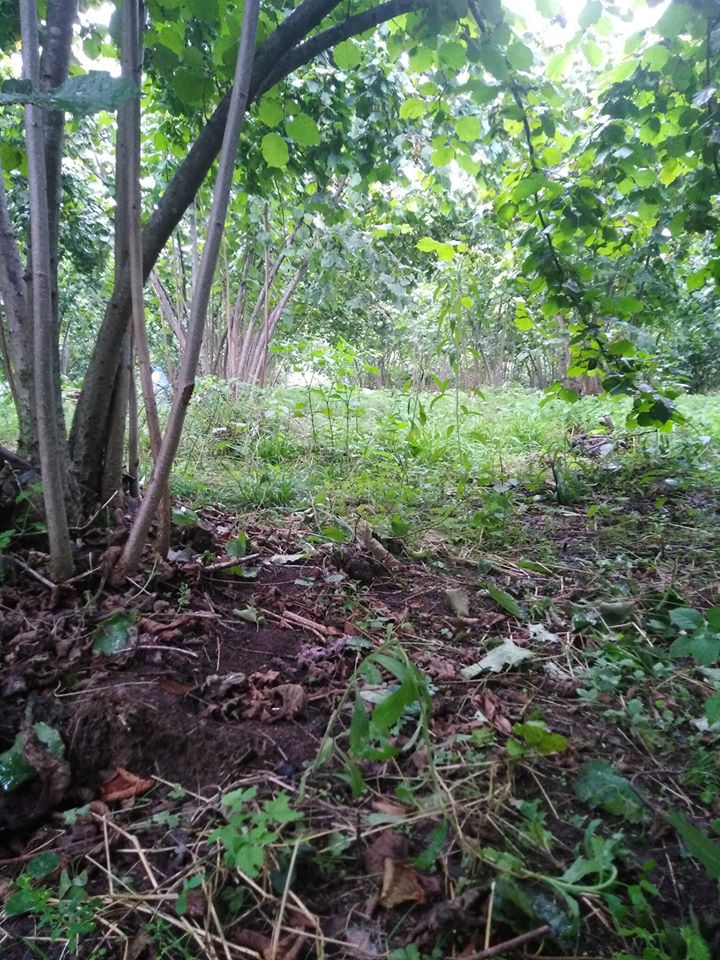 Fatsa Hamlık Köyü Resimleri 3