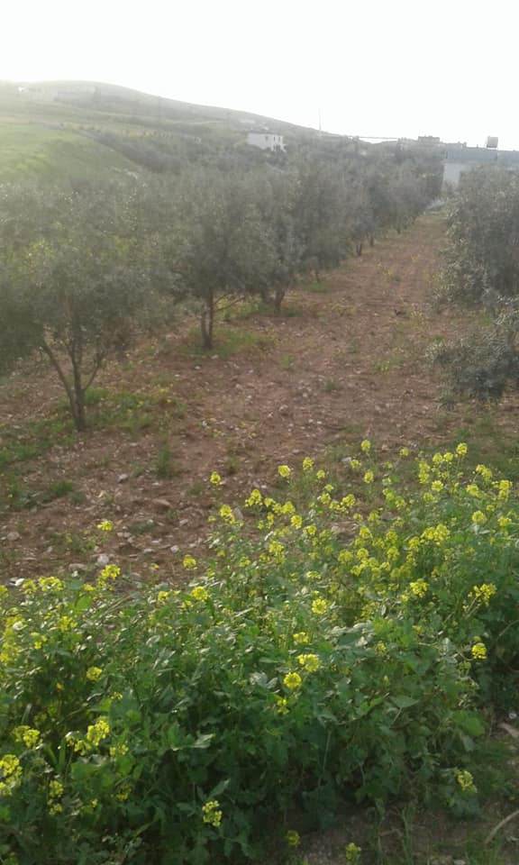 Şanlıurfa Örencik Köyü Resimleri | Göbeklitepe Resimleri 2