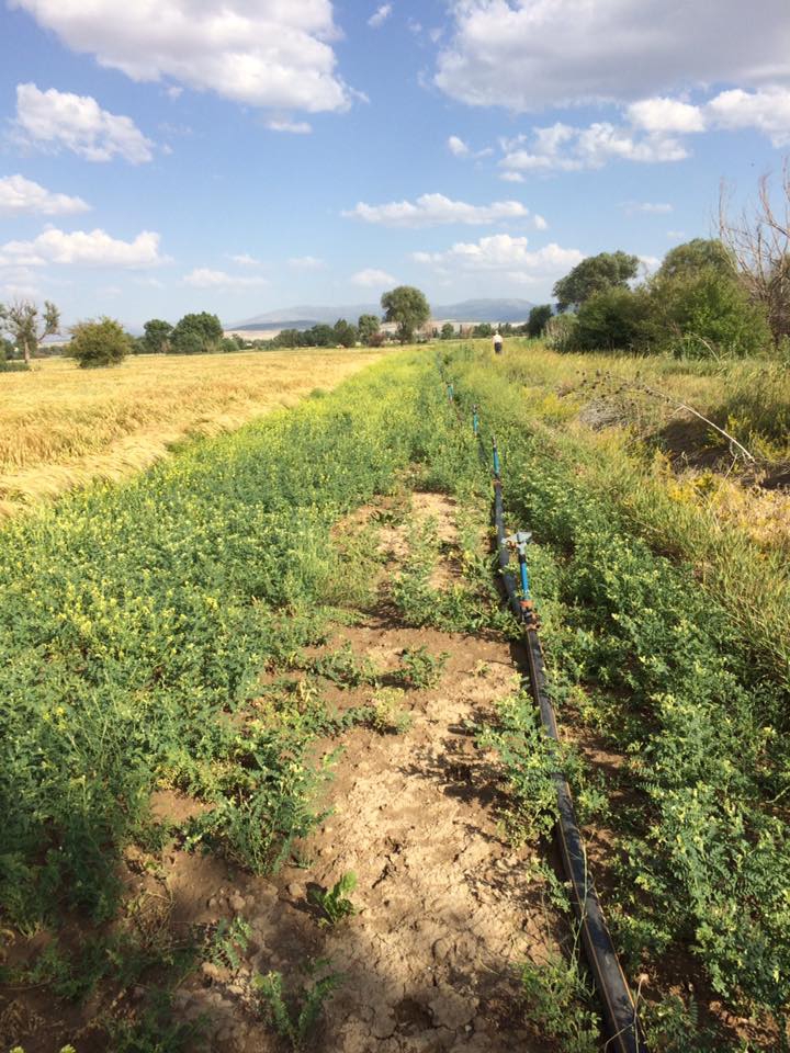Ilgın Sadıkköy Köyü Resimleri 1