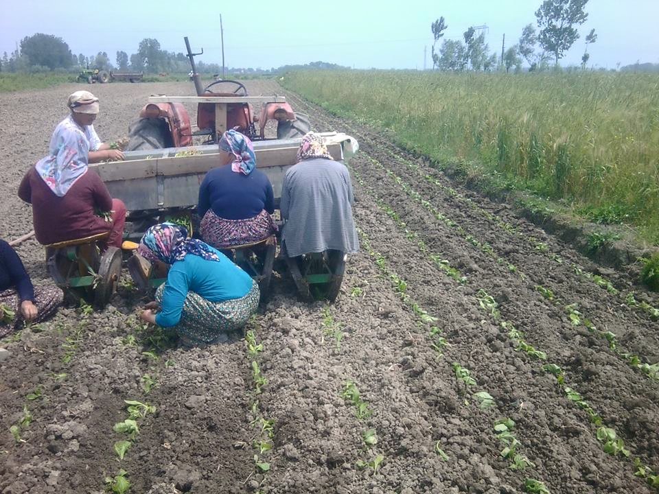Alaçam Yeniköy Köyü Resimler 13