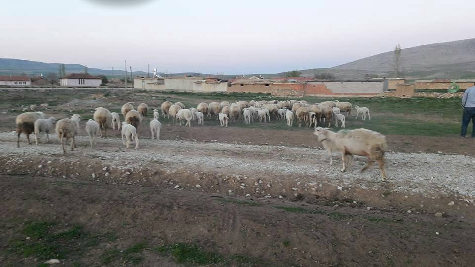 Ilgın Yorazlar Köyü Resimleri 3