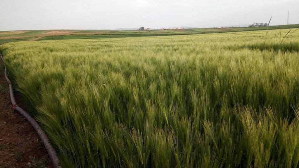 Ilgın Zaferiye Köyü Resimleri 7