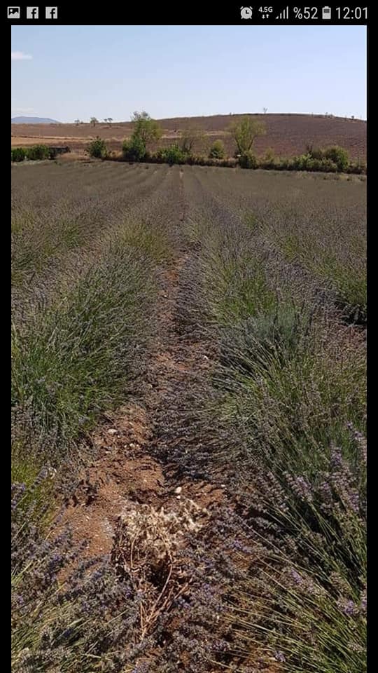 Turhal Ayranpınar Köyü Resimleri 3