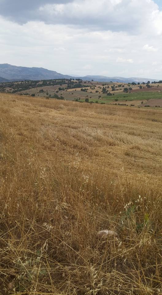 Turhal Ayranpınar Köyü Resimleri 5