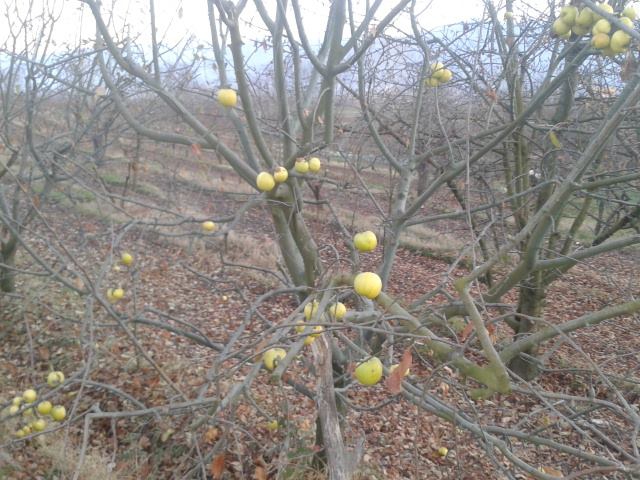 Turhal Dökmetepe Köyü Resimleri 8