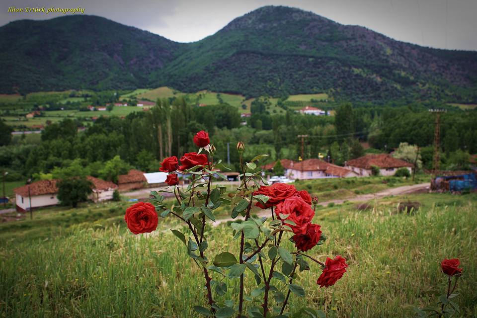 Turhal Elalmış Köyü Resimleri 2