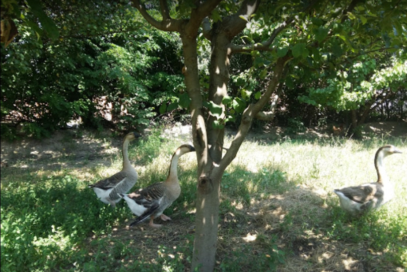 Turhal Kalaycık Köyü Resimleri 2