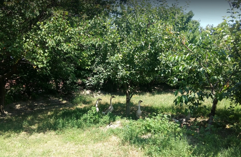 Turhal Kalaycık Köyü Resimleri 4