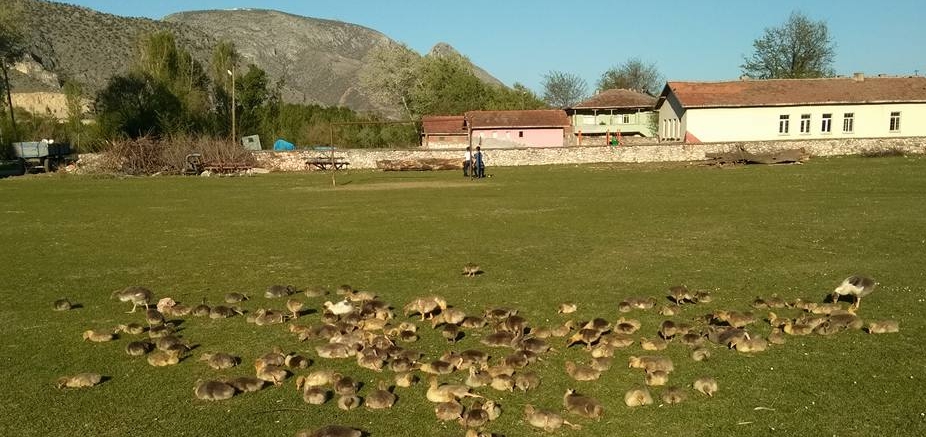 Turhal Kayaören Köyü Resimleri 1