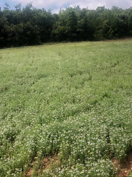 Turhal Uluöz Köyü Resimleri 2