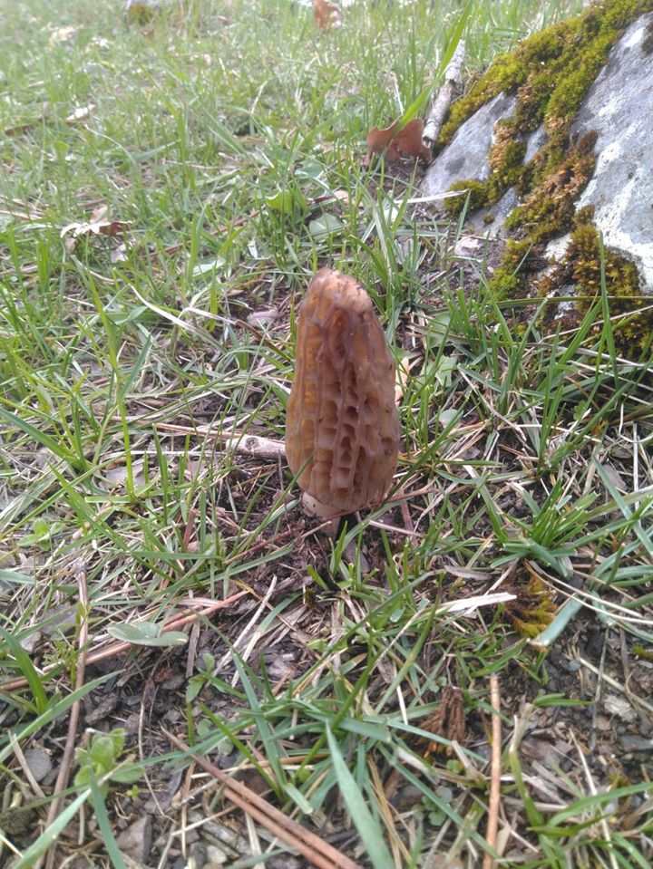 Turhal Yağlıalan Köyü Resimleri 6