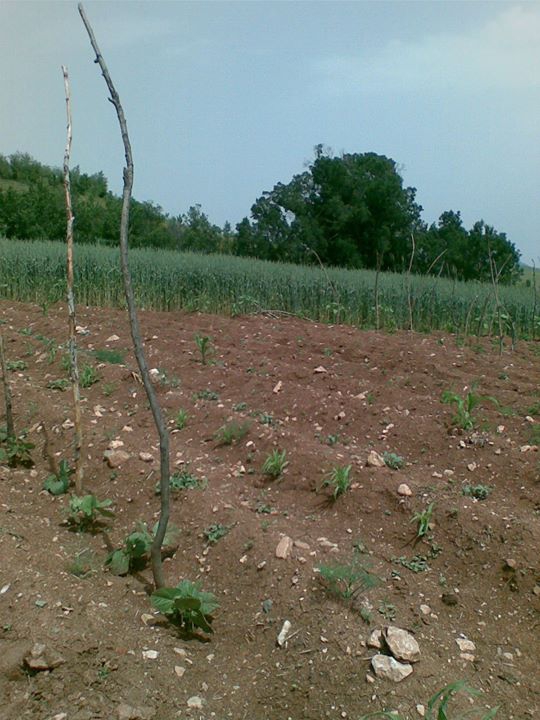 Zile Belkaya Köyü Resimleri 11