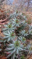 Bahçe İnderesi Köyü Resimleri 1