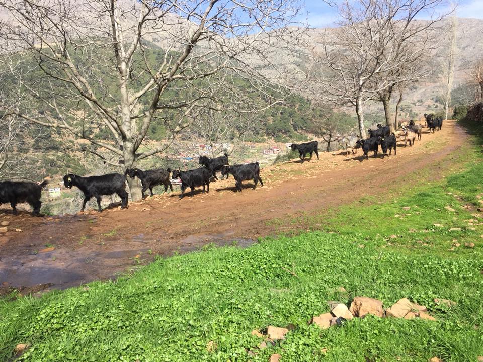 Bahçe Kaman Köyü Resimleri 4