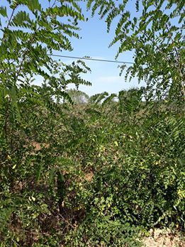 Kaynarca Karaçalı Köyü Resimleri 3