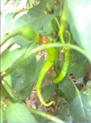 Zile Çiftlikköy Köyü Resimleri 3