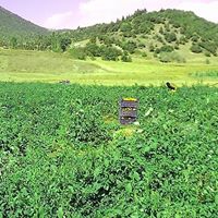 Düziçi Yenifarsak Köyü Resimleri 5