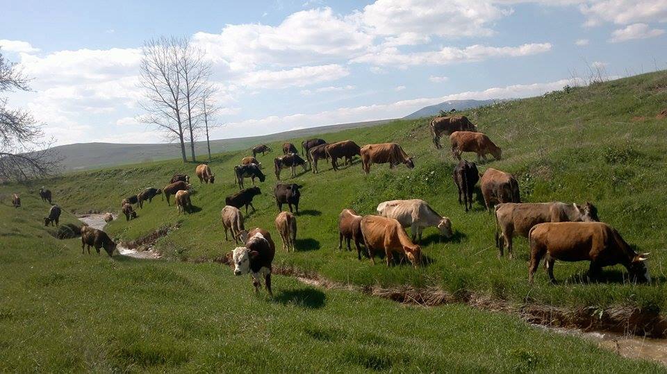 Zile Eskidağiçi Köyü Resimleri 1